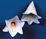 Open Lily - Single Flower - White