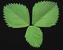 Hydrangea - Large Rose Leaf - Green