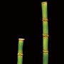Bamboo Stalk - Gumpaste - 2 Sizes