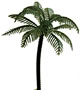 Palm Trees - Large - Pl.