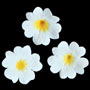 Primula Flower - White