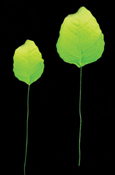 Rose Leaves on Wire - 2 Sizes