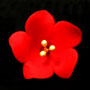 Fruit Blossom Single - Red