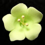 Fruit Blossom Single - Light Green