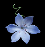 Agapanthus Flower - Blue