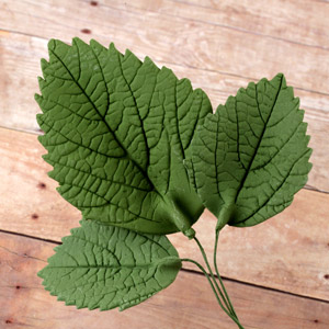 Hydrangea - Large Rose Leaf - Green