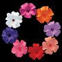 Impatiens - Assorted Colors