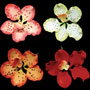 Spotted Vanda Orchid Assortment