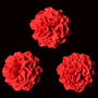 Carnation Flowers - Red