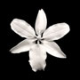 Vuylstekeara Orchid Single - White