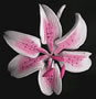 Stargazer Lily Mini - Pink