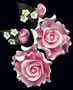 Radox Rose Spray - Pink