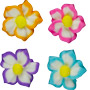 Star Flower Minis - Assorted