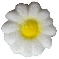 Daisy W/Yellow Ctr - White